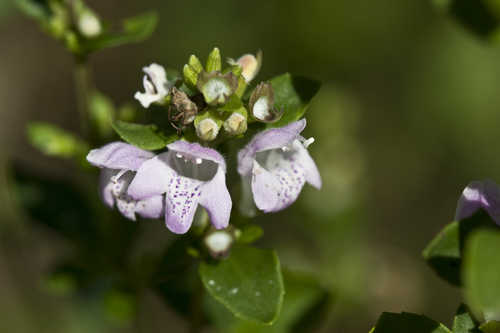 Clinopodium georgianum #6